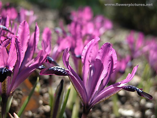 Irises for Darcey Iris